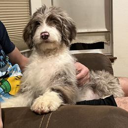 Merida - Aussiedoodle puppy from Love my doodles/ Aussiedoodle love