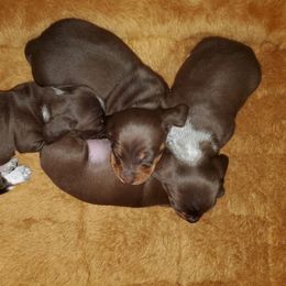 Dachshund Puppies from Newbern's Nuggets