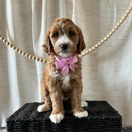 Star - Pink Collar Female - Red  female Goldendoodle puppy in Bradenton, Florida from Suncoast Goldendoodles