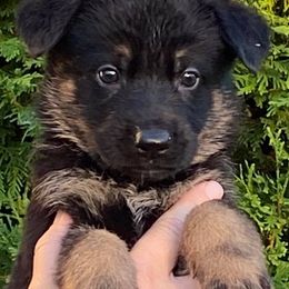 German Shepherds from Katzel Kennel