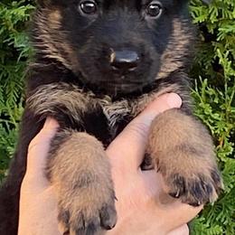 German Shepherds from Katzel Kennel