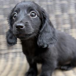 Dachshund Puppies from Winnie’s Doxies