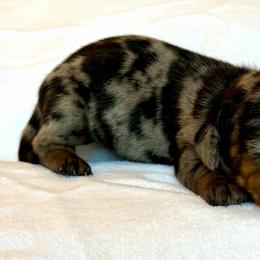 Boy 1 - Dapple male Dachshund puppy in Hollidaysburg, Pennsylvania from Weenie Bros