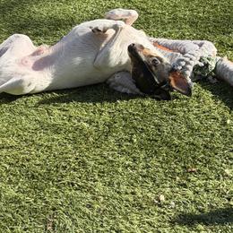 Toy Fox Terrier puppies from Blue Line Kennel