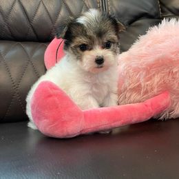 Morkie and Yorkshire Terrier Puppies from Jewels Yorkshire’s