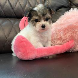 Morkie and Yorkshire Terrier Puppies from Jewels Yorkshire’s