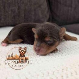 Bryce - Chocolate and tan male Yorkshire Terrier puppy in Goodyear, Arizona from Copper State Yorkies
