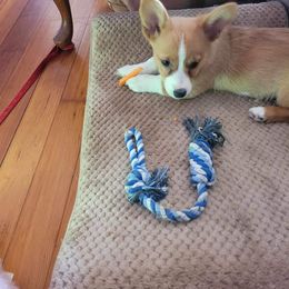 Pembroke Welsh Corgi Puppies from RK Corgis
