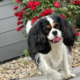 Rio - Cavalier King Charles Spaniel