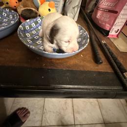White Pearl - Dapple female Dachshund puppy in Lincolnwood, Illinois from Gulfishan Kennels