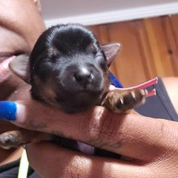 Buttercup - Black and tan female Yorkshire Terrier puppy in Atlanta, Georgia from Royal Beauties Yorkies of Atlanta