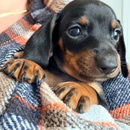 Rebel (purple girl) 2887.70 - Black and tan female Dachshund puppy in Loris, South Carolina from Dogwood Mountain Dachshunds