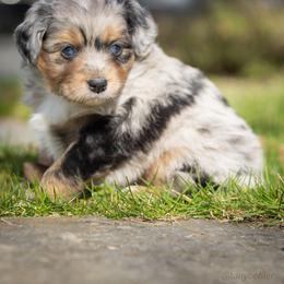 Valentino - Blue merle male Aussiedoodle puppy in Grants Pass, Oregon from Woodwind Miniatures