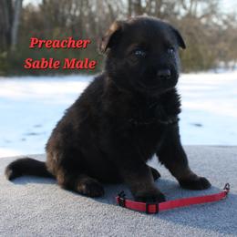Preacher - Sable male German Shepherd puppy in Ratcliff, Arkansas from Ridgeline Shepherds