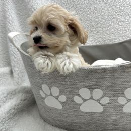 Boy 1 - Apricot male Maltipoo puppy in Denair, California from 209PuppiesCaliforniaMaltipoo
