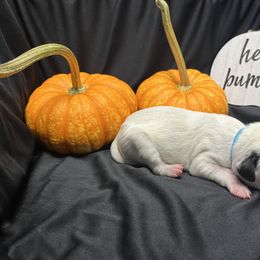 Boy 4 - White and black Dalmatian puppy in Haines City, Florida from Magnolia & Sullivan Dalmatians