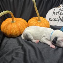 Boy 4 - White and black Dalmatian puppy in Haines City, Florida from Magnolia & Sullivan Dalmatians