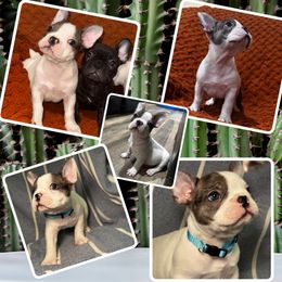 Bruce - Tricolors male French Bulldog puppy in Peoria, Arizona from A Quality French Bulldogs AZ