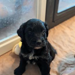 Trixie - Black and white female Aussiedoodle puppy in Apache Junction, Arizona from Loving Doodle