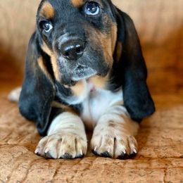 Basset Hound Puppies from Bear Foot Bassets Of West Virginia