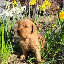 Golden Retriever Puppies from Cedar Life Goldens
