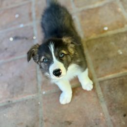 Sally Ann - Seal female Border Collie puppy in Mesa, Arizona from Ranch Girl Border Collies