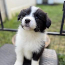 Savage - Black and white female Border Collie puppy in Kalispell, Montana from North Fork Border Collies