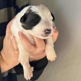 Victor- black - Badger male Colorado Mountain Dog puppy in Cotopaxi, Colorado from Once Upon A Moose (OUM)