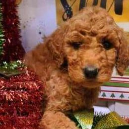 Cavalier King Charles Spaniels and Goldendoodles from Scott Long's Cavaliers and Doodles
