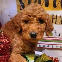 Cavalier King Charles Spaniels and Goldendoodles from Scott Long's Cavaliers and Doodles
