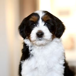 Angus - male Australian Mountain Doodle puppy in Spanish Fork, Utah from Little Puppy Co.