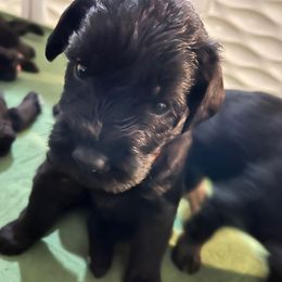 Orange collar - Black male Giant Schnauzer puppy in Atoka, Oklahoma from Hannah's Haus & Farm