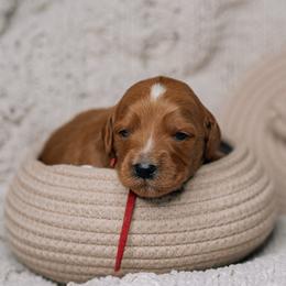 Rusty - Red  male Goldendoodle puppy in Duncan, South Carolina from Abner Creek Poodles & Doodles