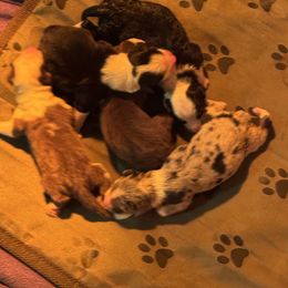 Puppies 1-6 - Black tri-color male Australian Shepherd puppy in Middletown, Delaware from Everline Aussies