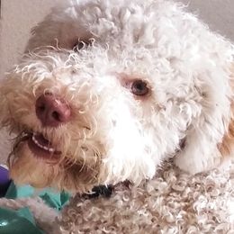Lagotti Romagnoli from Flying Curls Lagotto Romagnolo