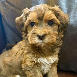 Asher - Red male Havanese puppy in Lancaster, South Carolina from 3 Bs Havanese-PUPPIES with  PURPOSE