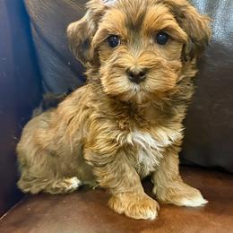Asher - Red male Havanese puppy in Lancaster, South Carolina from 3 Bs Havanese-PUPPIES with  PURPOSE