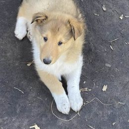 Liesel - Collie puppy from Three Collie Farm