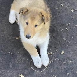 Liesel - Collie puppy from Three Collie Farm