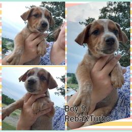 Boy 5 - Red mottled male Australian Cattle Dog puppy in Bradford, Arkansas from Cedar Rock Heelers and Kelpies