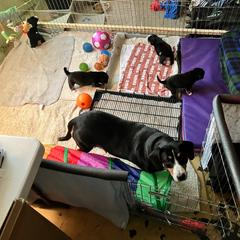 Entlebucher Mountain Dog Puppies from Ironclad