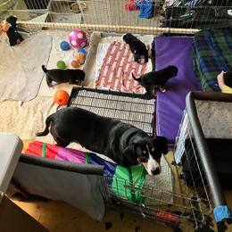 Entlebucher Mountain Dog Puppies from Ironclad