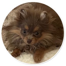 Pomeranian Puppies from Hummingbird & Fox