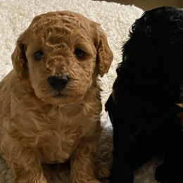 Poodles from Allison's Toy Poodles