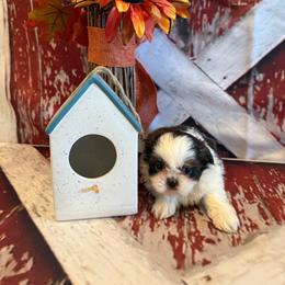 Charlie - Chocolate male Shih Tzu puppy in Success, Missouri from Sweet Success