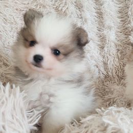 Reign - Blue Sable Parti Female - 3,500 dollars - Blue sable female Pomeranian puppy in Amelia, Ohio from Boujee Puff Poms