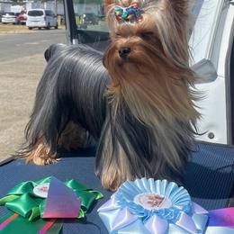 Yorkshire Terrier puppies from SierraVu Minis