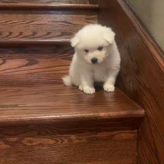 Belle - White female American Eskimo Dog puppy in Placerville, California from White Gypsy Ranch