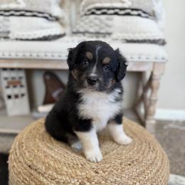 BANDIT - Black tri-color male Australian Shepherd puppy in Pendleton, Oregon from High West Aussies