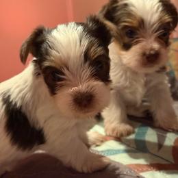 Melody - Parti female Yorkshire Terrier puppy in Ballston Spa, New York from pupstatenewyorkies
